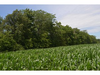 Property photo 105 - LAND AUCTION - 215+/- ACRES OFFERED IN 6 TRACTS IN VAN WERT COUNTY, OHIO